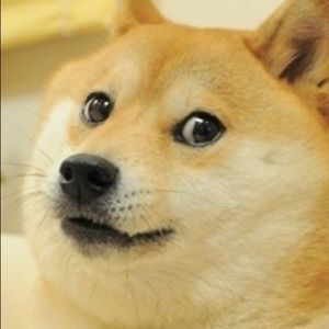 Meet your Posher, Preston